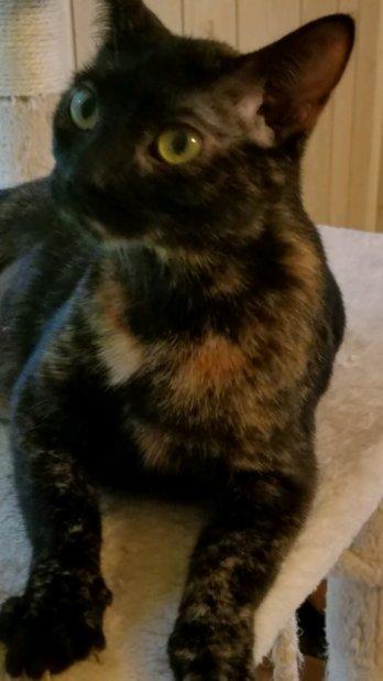 Enlarge Kiki, a Adoptable mixed breed in Pineville, LA image 2/2