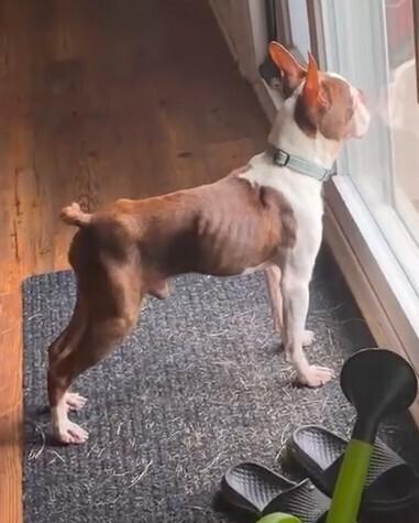 Rusty Ambrose-4536 Red Boiling Springs, TN, Adoptable, Senior Male Boston Terrier.