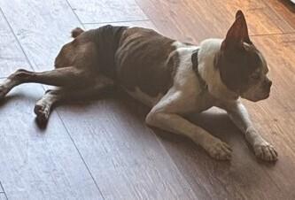 Enlarge Rusty Ambrose-4536 Red Boiling Springs, TN, a Adoptable Boston Terrier in Maryville, TN image 2/4