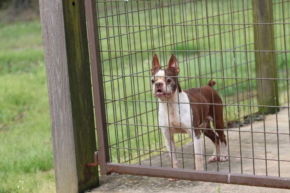 Enlarge Rusty Ambrose-4536 Red Boiling Springs, TN, a Adoptable Boston Terrier in Maryville, TN image 3/4