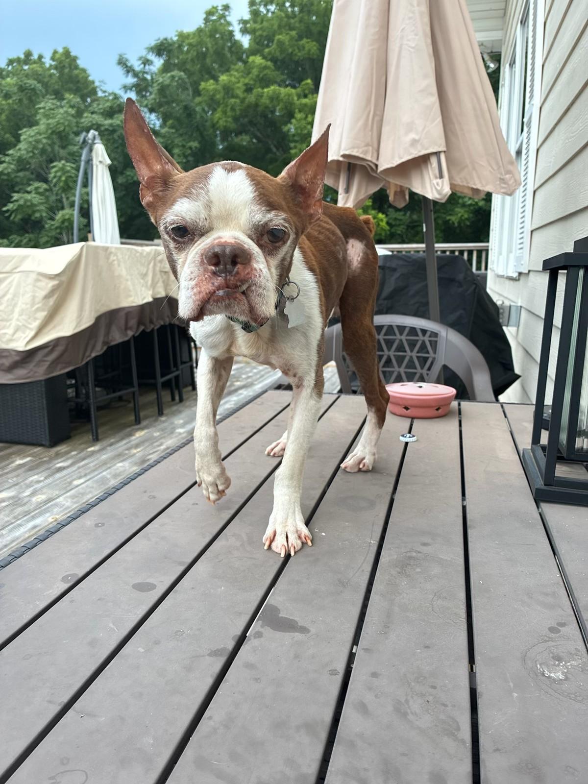 Enlarge Rusty Ambrose-4536 Red Boiling Springs, TN, a Adoptable Boston Terrier in Maryville, TN image 4/4