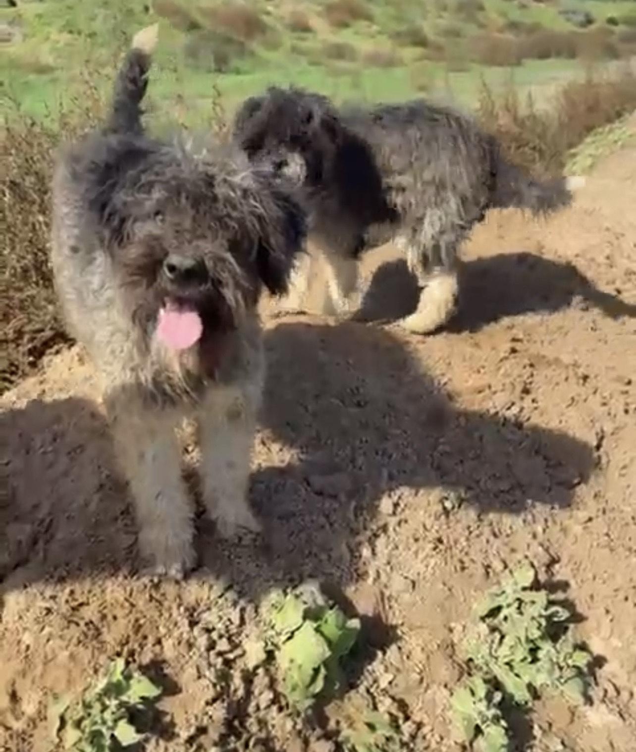 Enlarge OTTO, a ADOPTABLE mixed breed in Bell Gardens, CA image 2/6