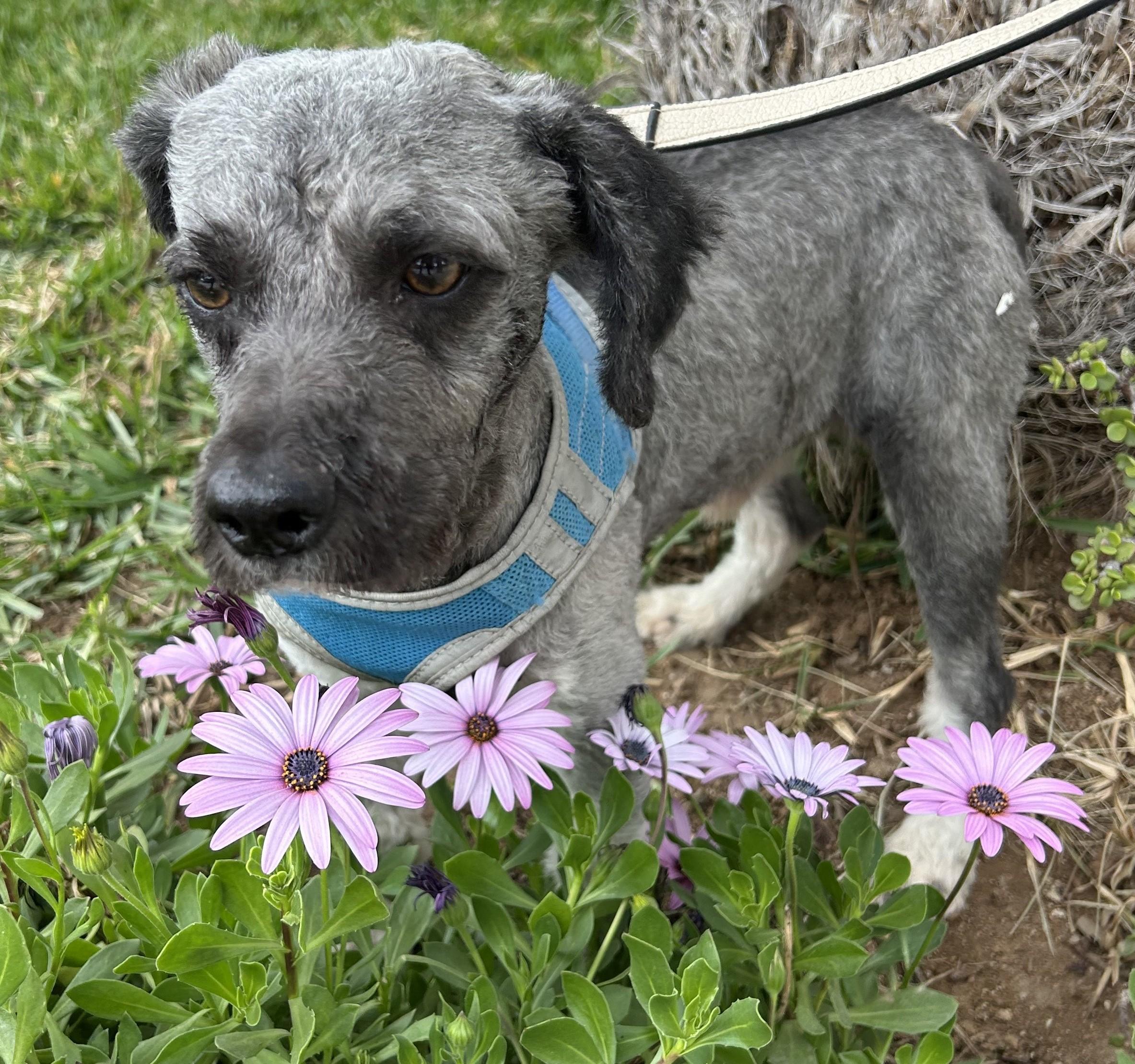 Enlarge OTTO, a ADOPTABLE mixed breed in Bell Gardens, CA image 3/6