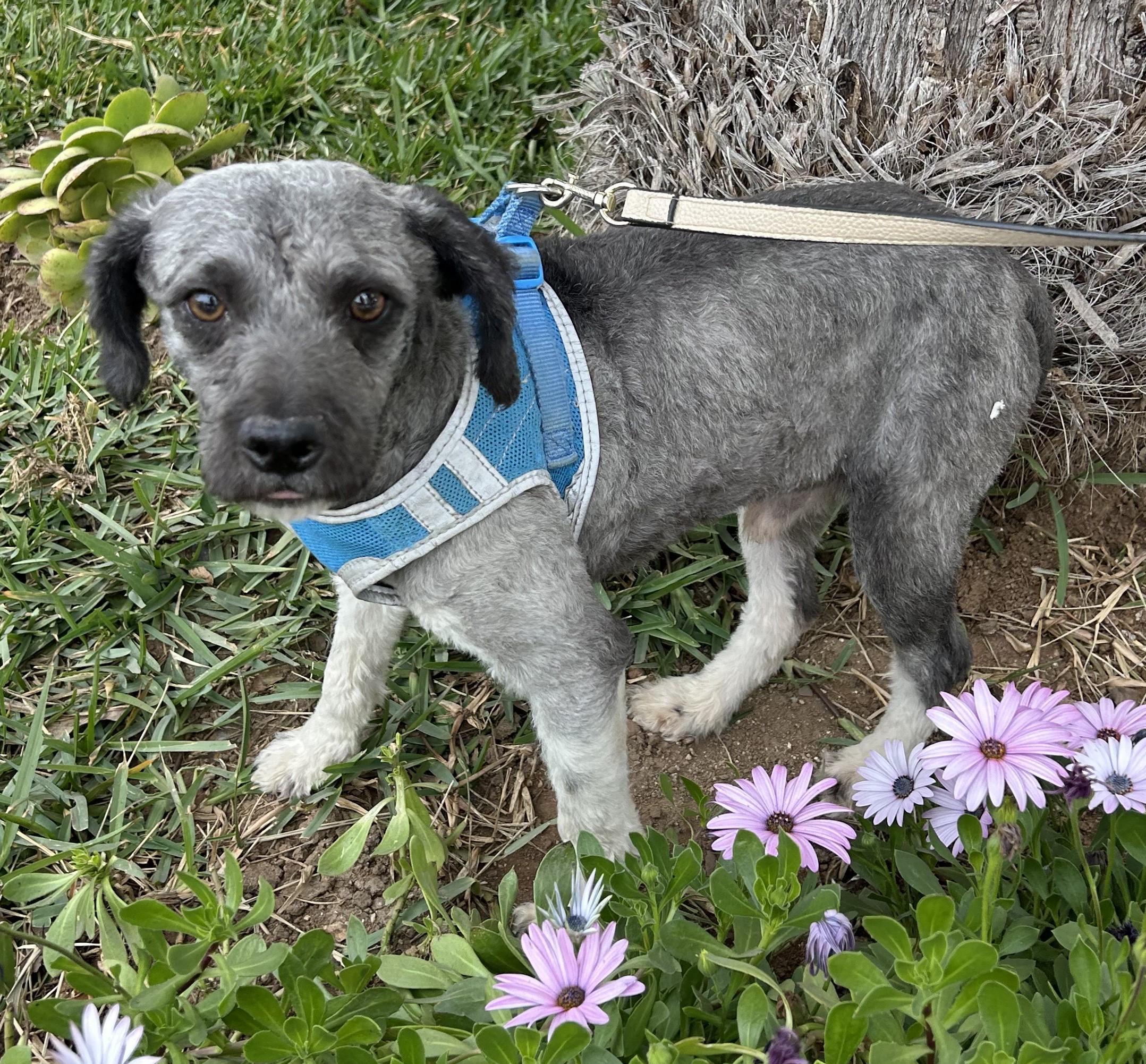 Enlarge OTTO, a ADOPTABLE mixed breed in Bell Gardens, CA image 4/6