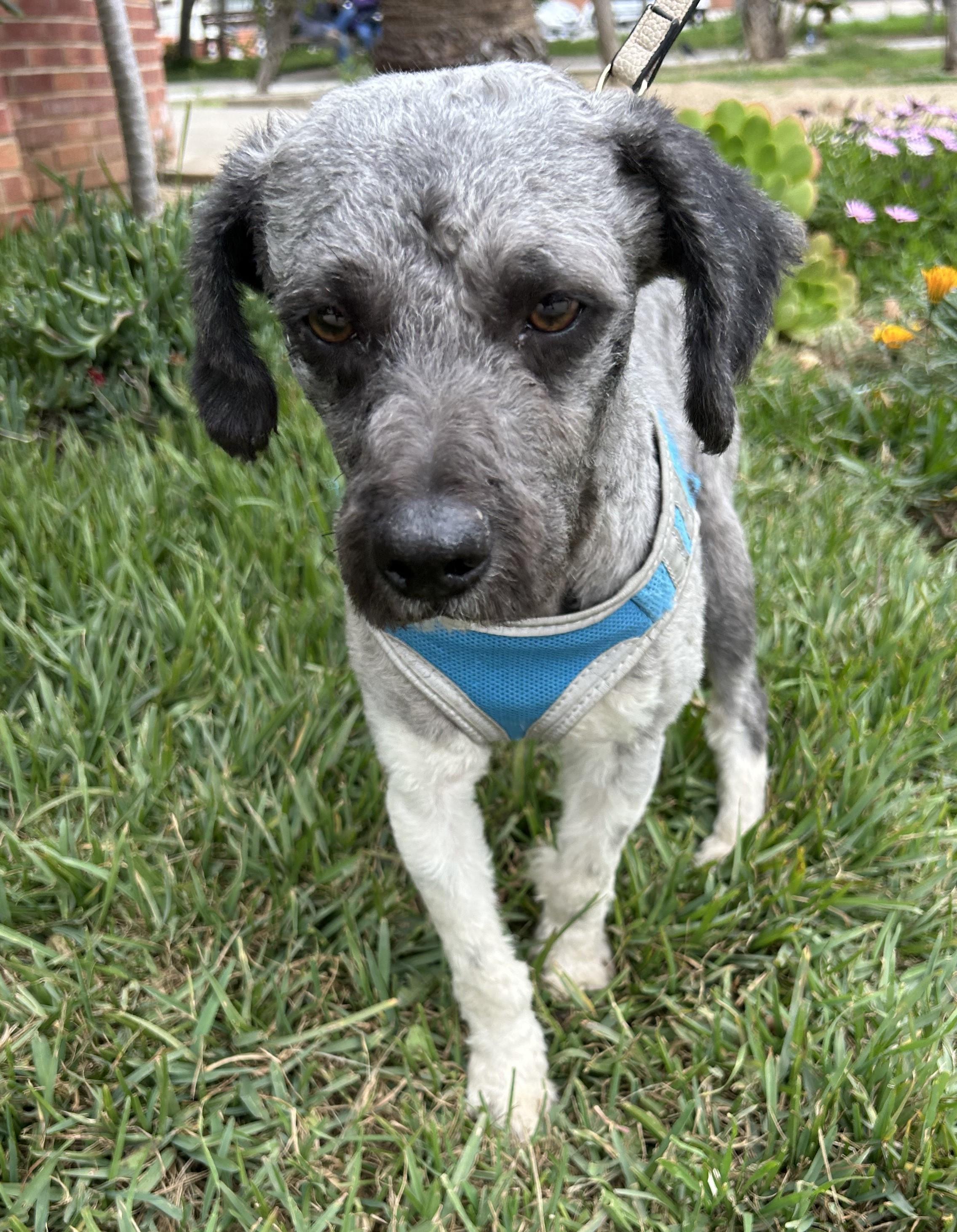 Enlarge OTTO, a ADOPTABLE mixed breed in Bell Gardens, CA image 6/6