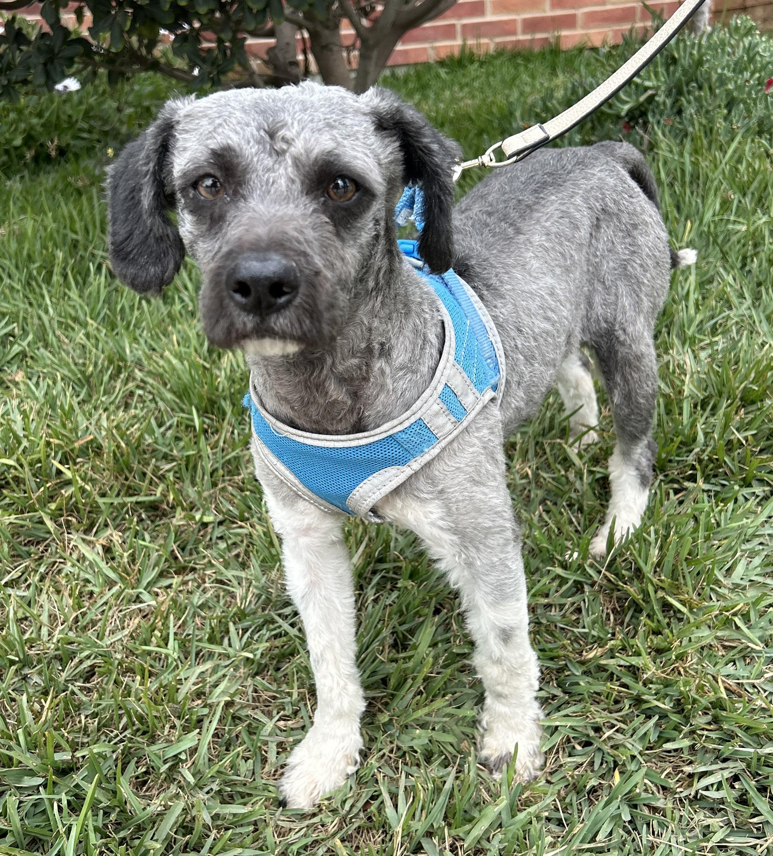 OTTO, ADOPTABLE, Young Male Schnoodle.