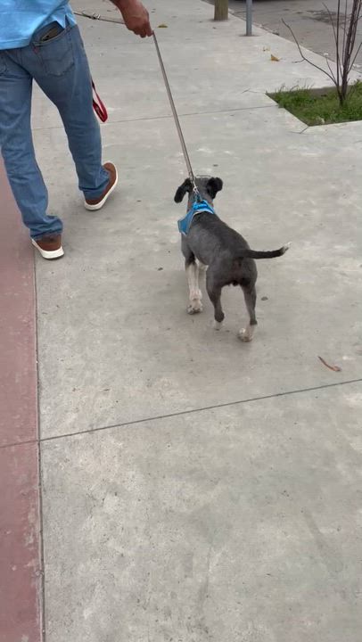 Enlarge OTTO, a ADOPTABLE mixed breed in Bell Gardens, CA video 5/6