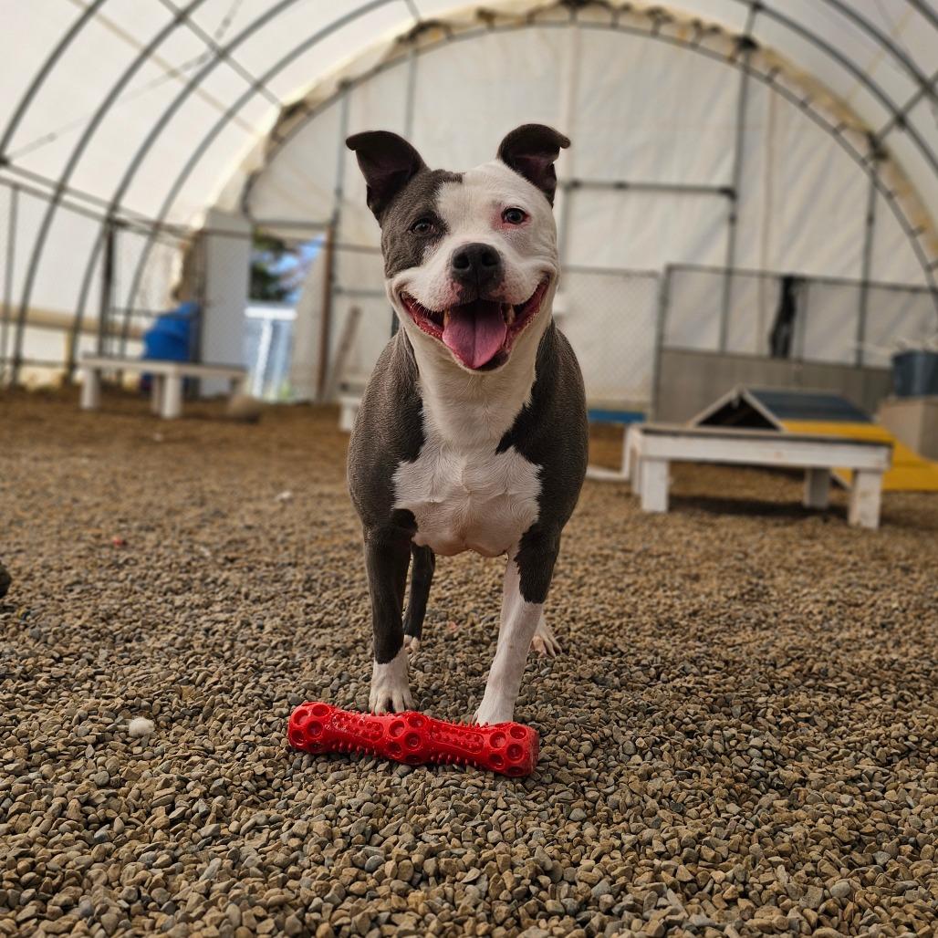 Tuscaloosa, a Adoptable Pit Bull Terrier in Middletown, NY image 1/6