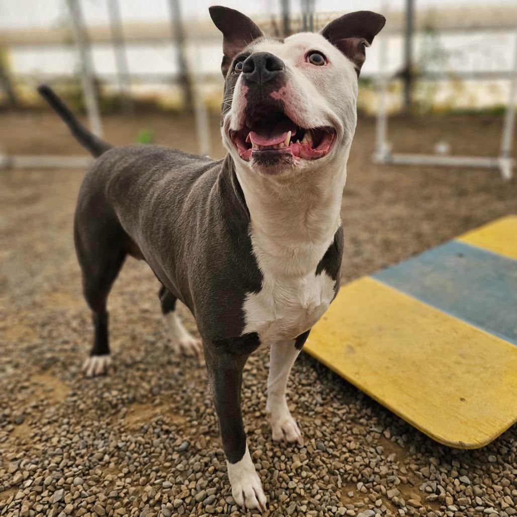 Tuscaloosa, a Adoptable Pit Bull Terrier in Middletown, NY image 2/6
