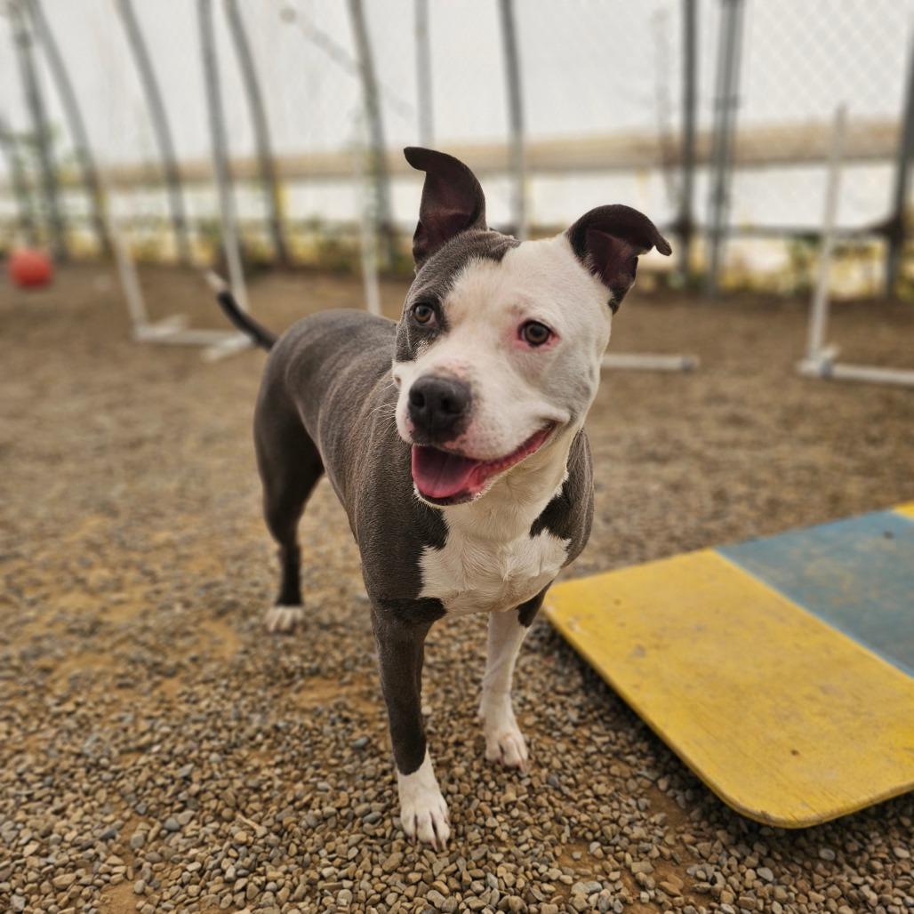 Tuscaloosa, a Adoptable Pit Bull Terrier in Middletown, NY image 3/6