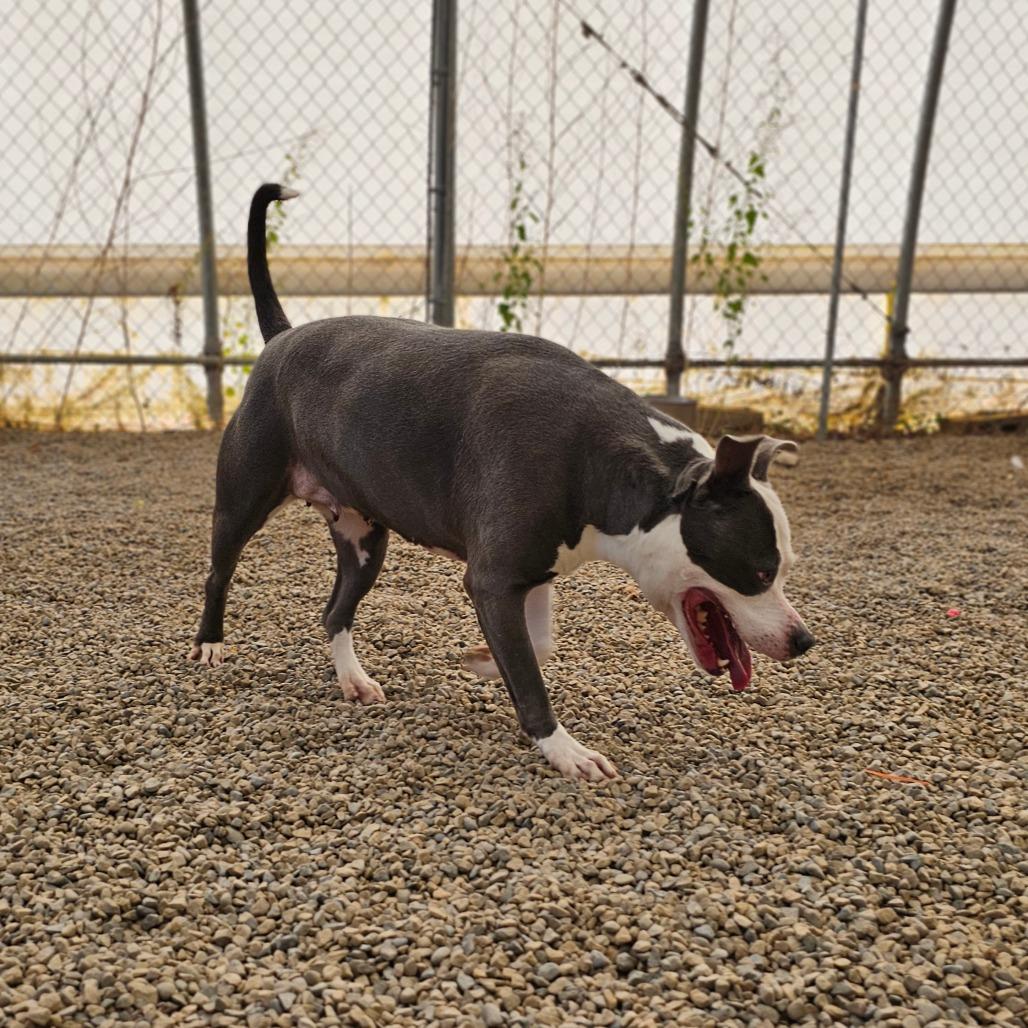 Tuscaloosa, a Adoptable Pit Bull Terrier in Middletown, NY image 4/6