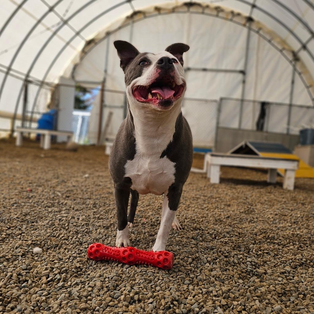 Tuscaloosa, a Adoptable Pit Bull Terrier in Middletown, NY image 5/6