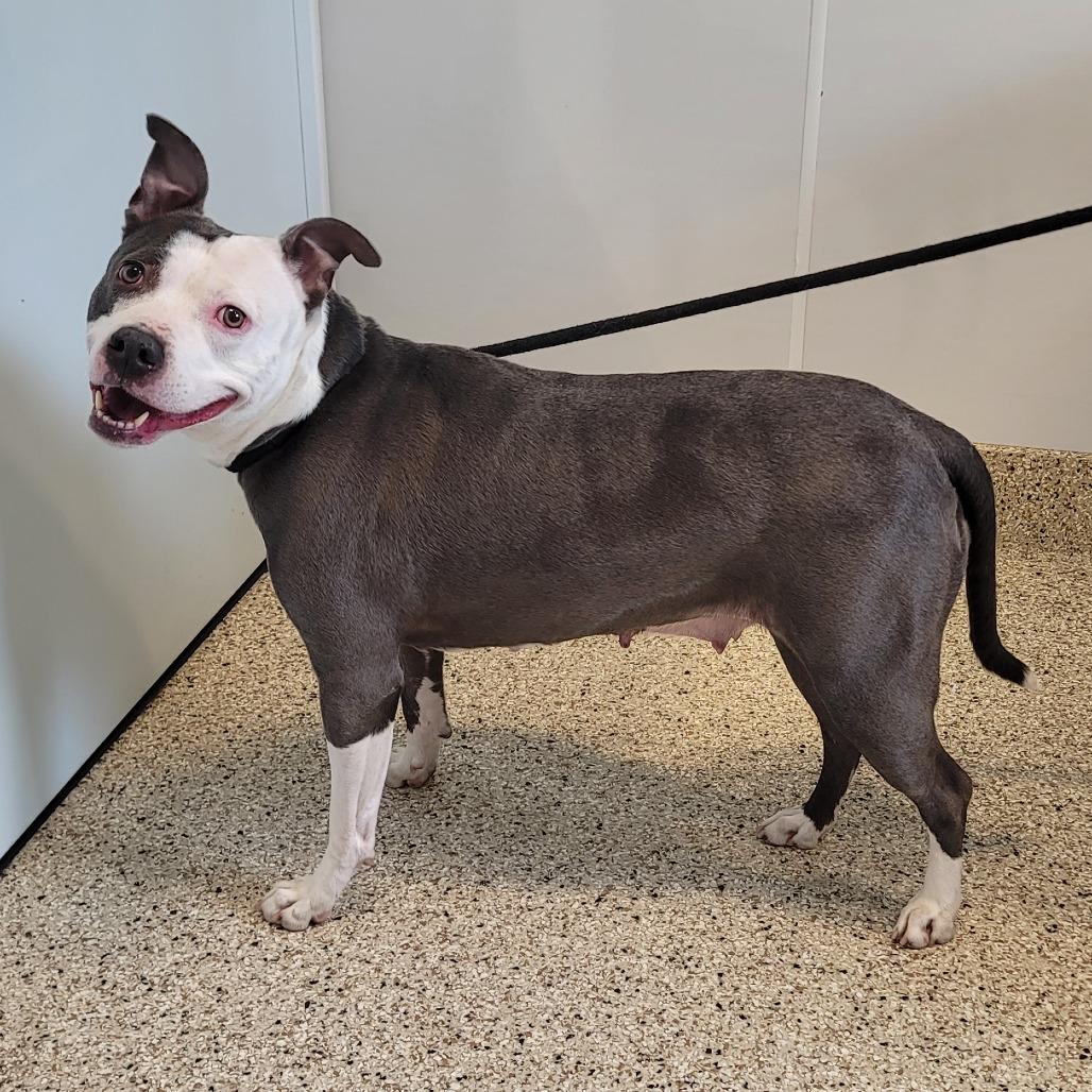 Tuscaloosa, a Adoptable Pit Bull Terrier in Middletown, NY image 6/6