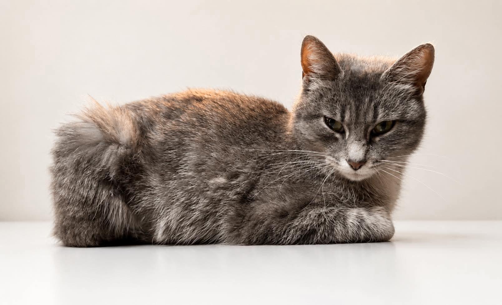 Enlarge Chloe, an adopted Domestic Short Hair in Shakopee, MN image 2/5