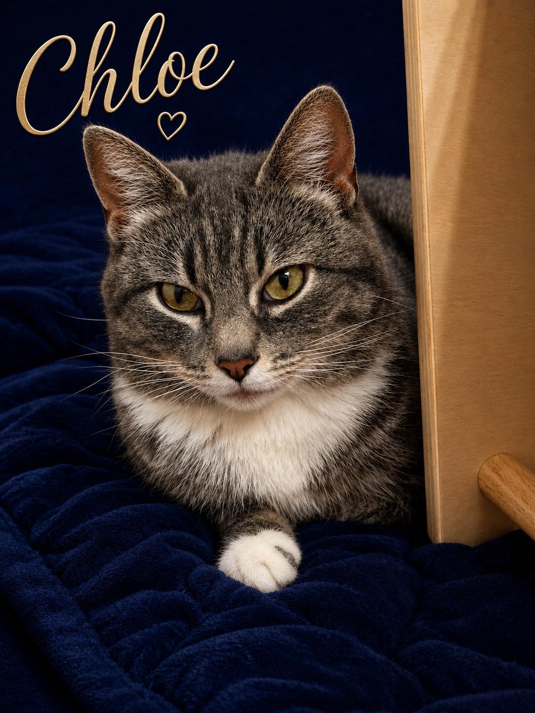 Enlarge Chloe, an adopted Domestic Short Hair in Shakopee, MN image 1/5
