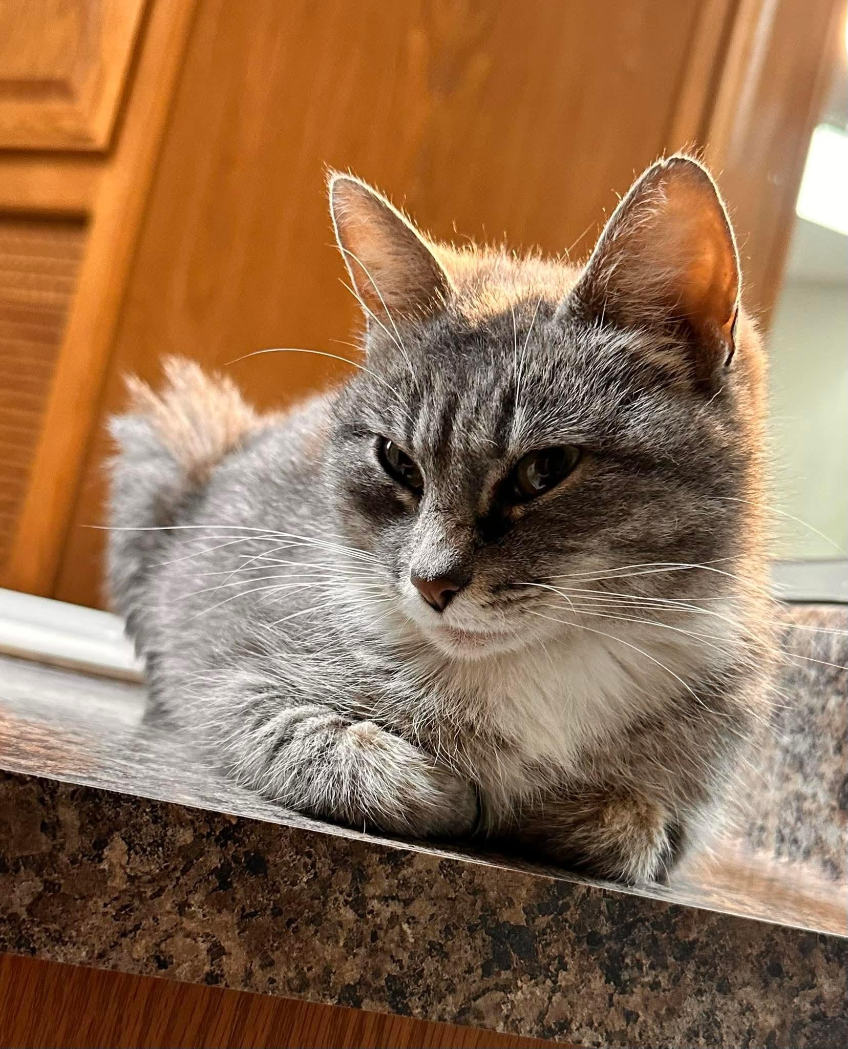 Enlarge Chloe, an adopted Domestic Short Hair in Shakopee, MN image 3/5