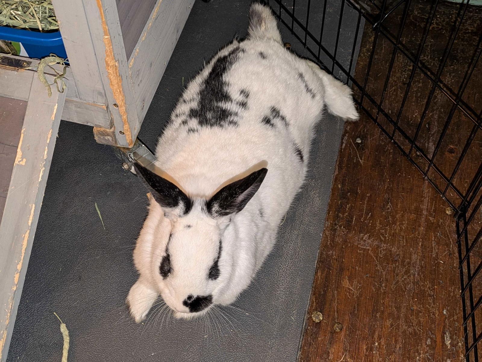 Rascal Jr, Adoptable, Adult Female American.