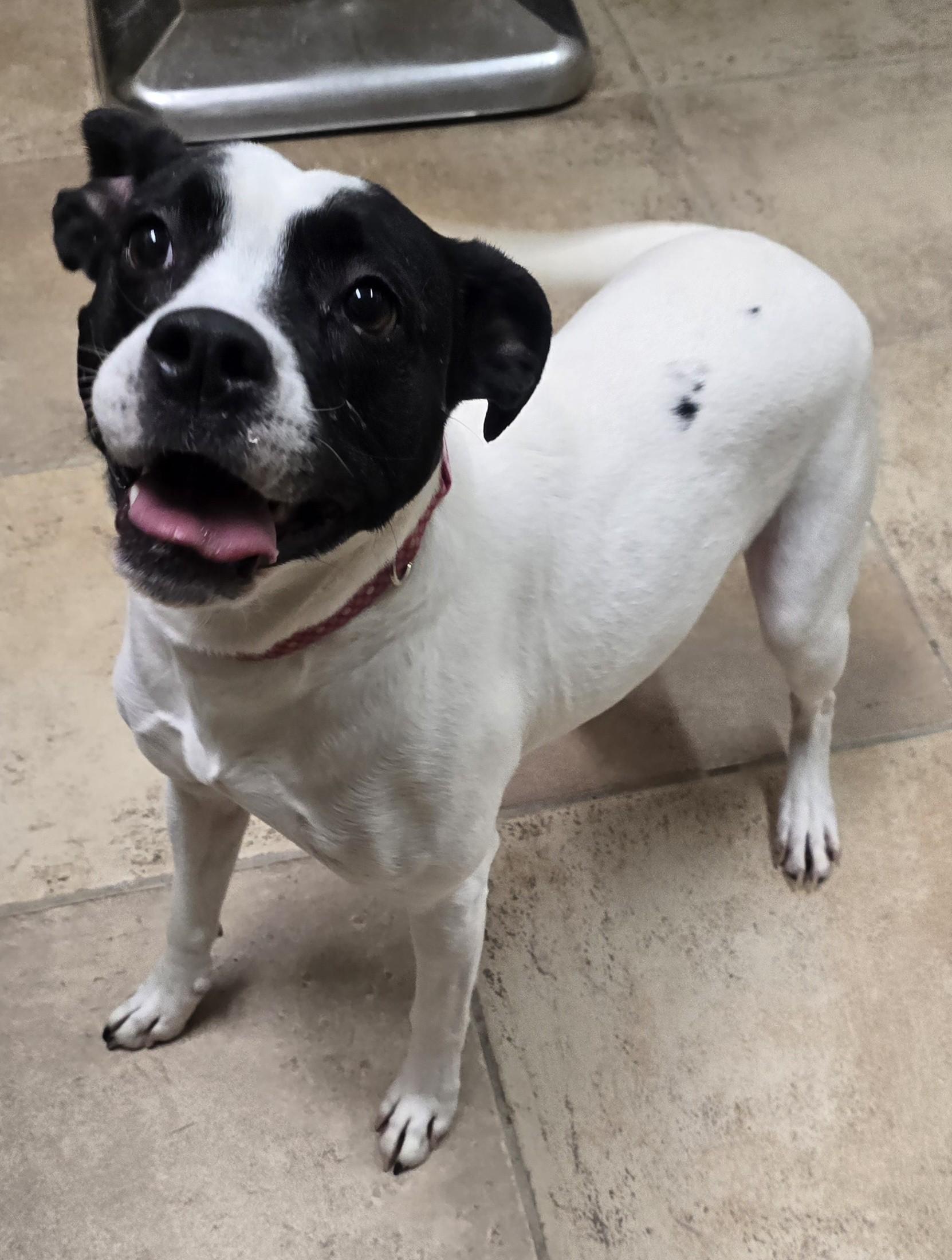 Enlarge Arden, an adopted mixed breed in Brainerd, MN image 1/1