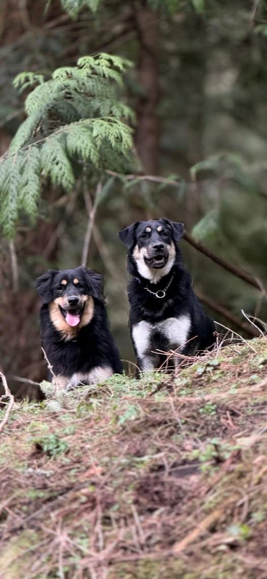 Enlarge Brownie, a ADOPTABLE mixed breed in CLINTON, WA image 2/2