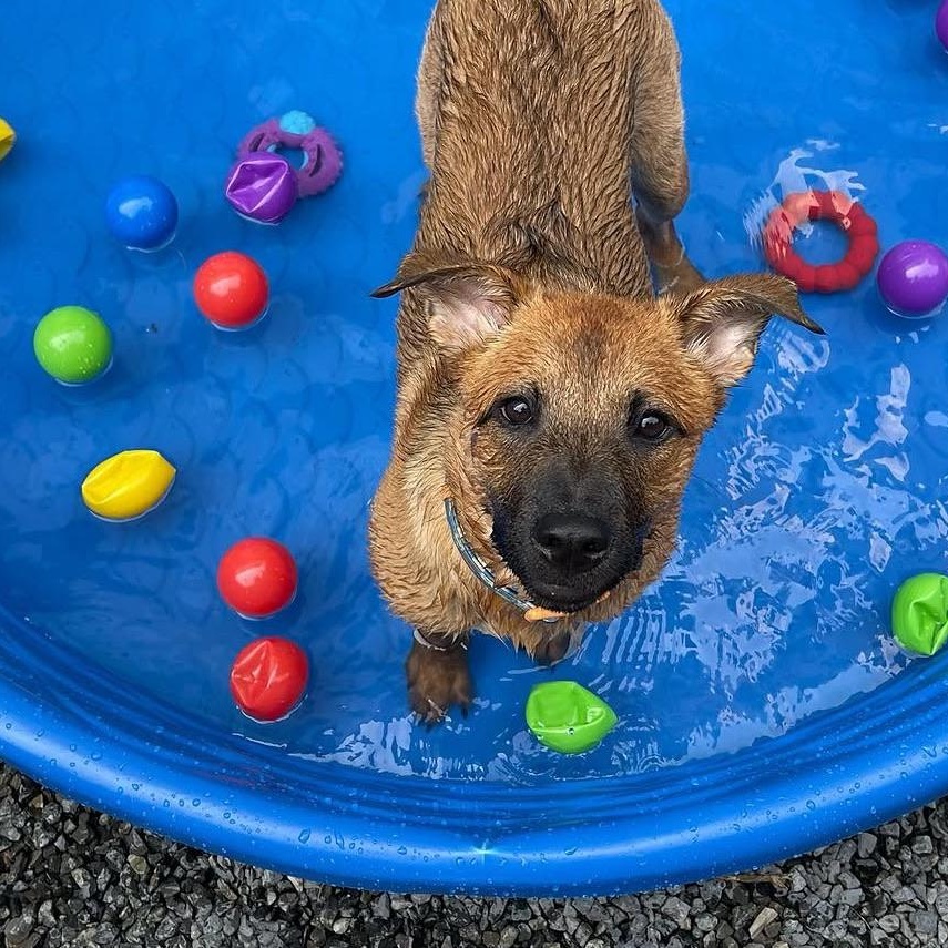 Enlarge Iris, a Adoptable mixed breed in Washington, DC image 3/6
