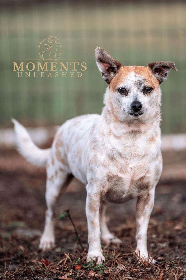 Boston, a Adoptable mixed breed in Myakka City, FL image 2/3