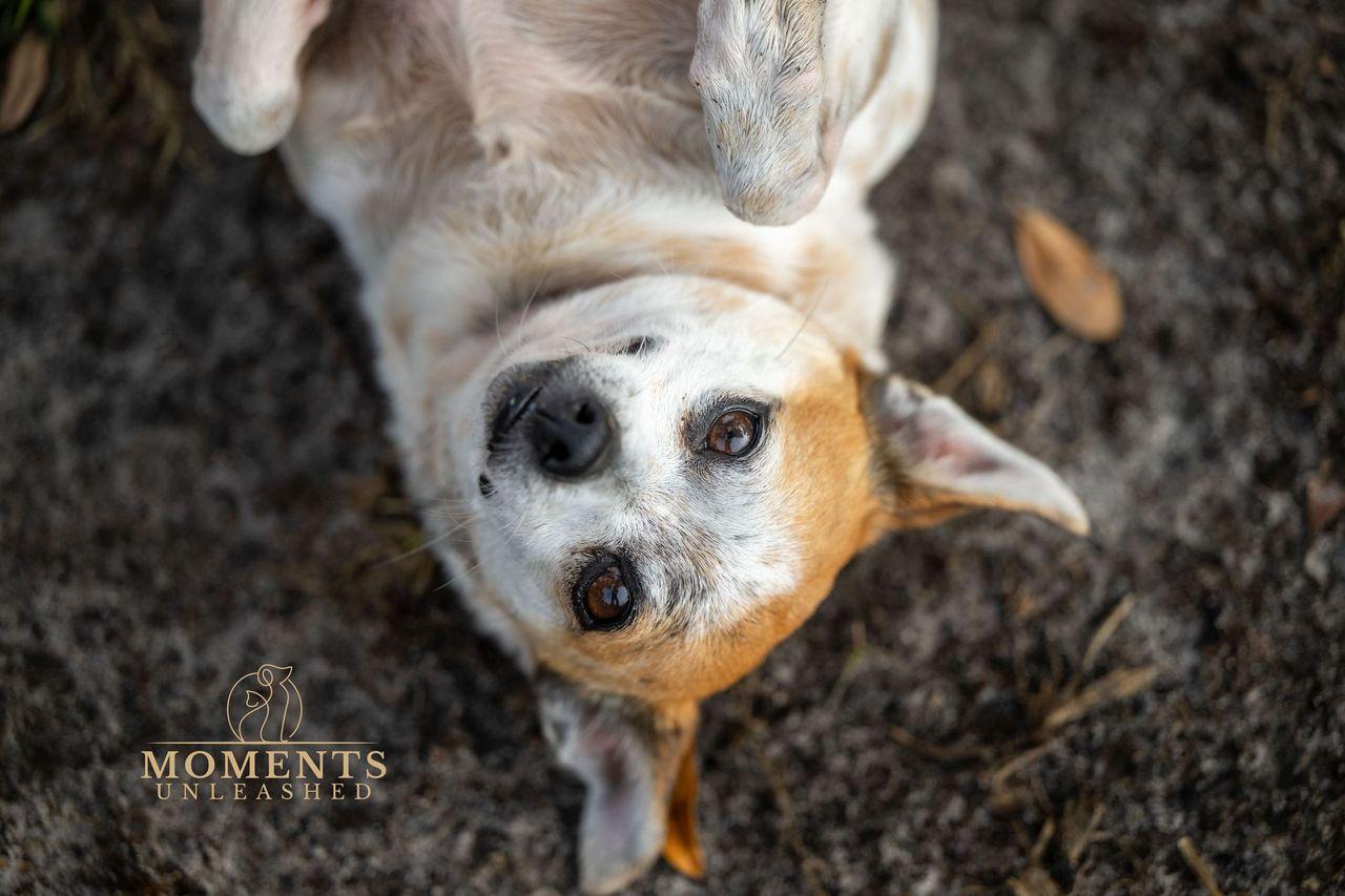 Boston, a Adoptable mixed breed in Myakka City, FL image 1/3