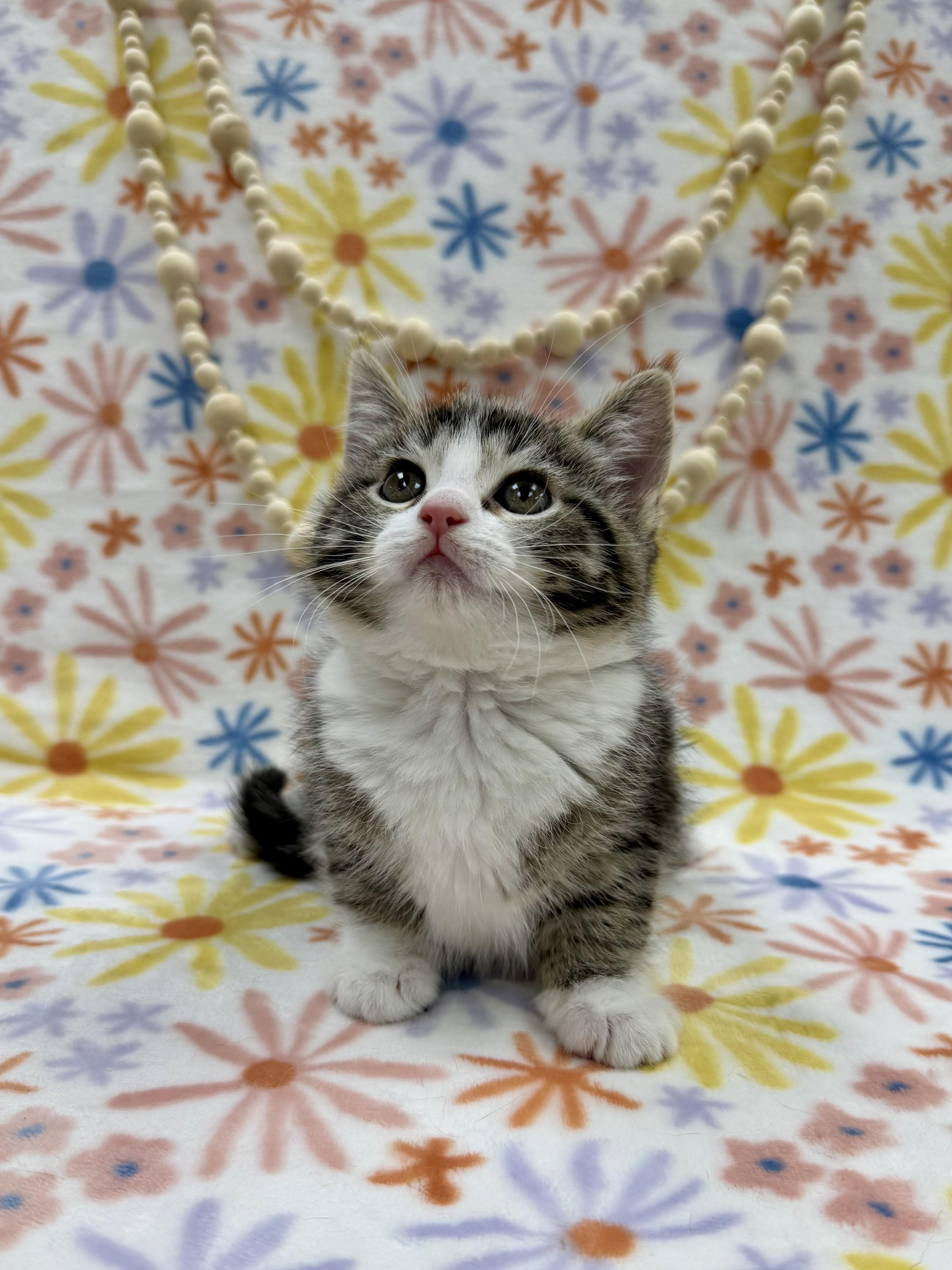 Enlarge Joan, an adopted Domestic Short Hair in Columbus, OH image 3/4