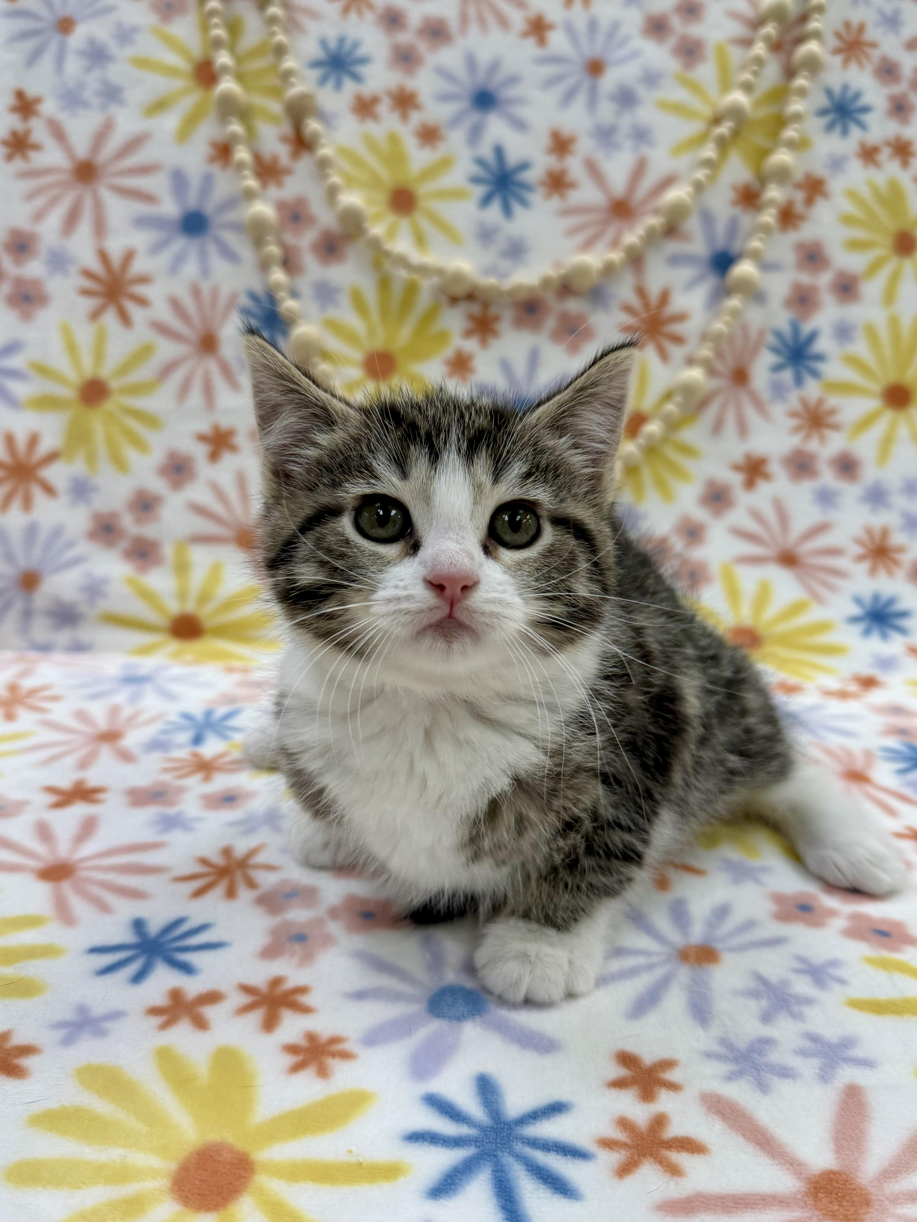 Enlarge Joan, an adopted Domestic Short Hair in Columbus, OH image 2/4