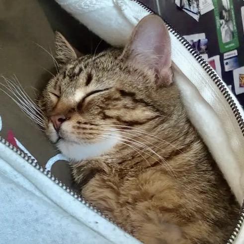 Enlarge Dexter, a Adoptable Domestic Short Hair in Evanston, IL image 2/4