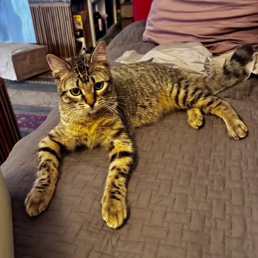 Enlarge Dexter, a Adoptable Domestic Short Hair in Evanston, IL image 3/4