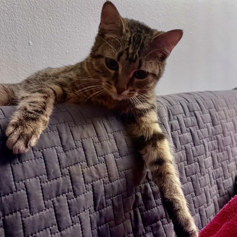 Enlarge Dexter, a Adoptable Domestic Short Hair in Evanston, IL image 4/4