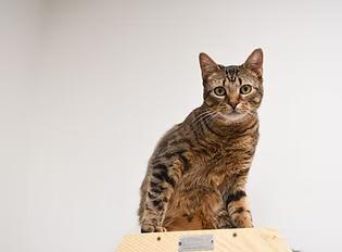 Dexter, Adoptable, Young Male Domestic Short Hair.