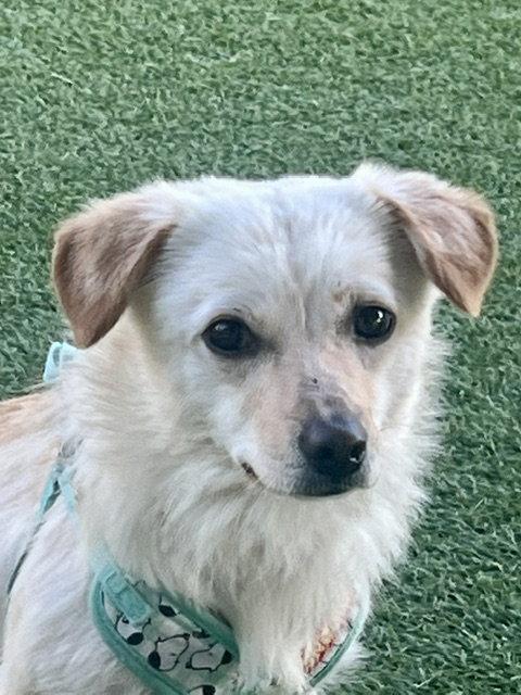 HOJI, Adoptable, Young Female Corgi & Beagle.
