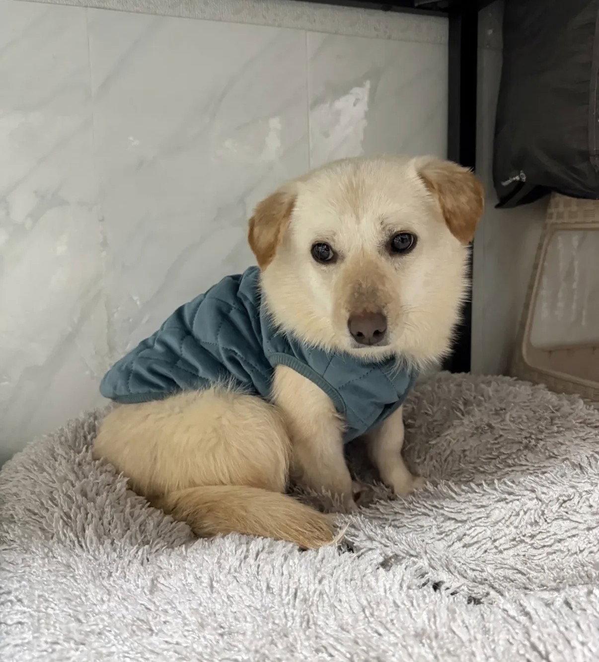 Enlarge HOJI, a Adoptable mixed breed in Agoura Hills, CA image 2/2