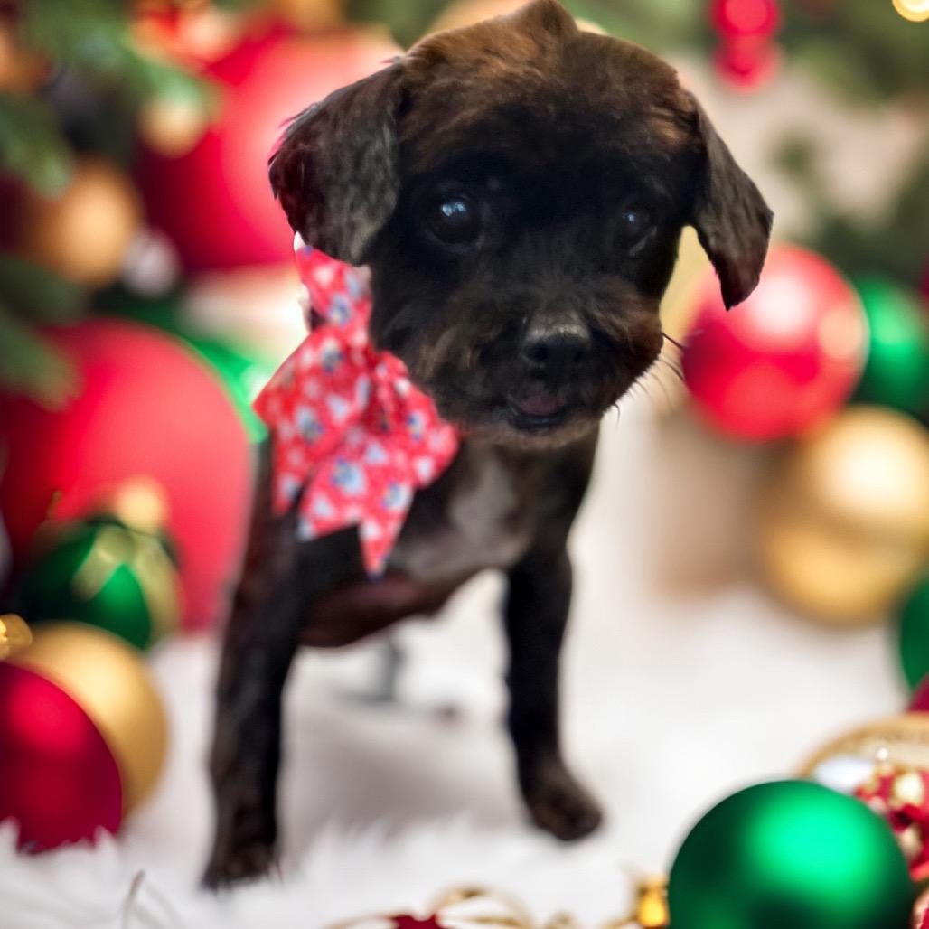 Enlarge Amelie, a Adoptable mixed breed in Long Beach, CA image 1/1