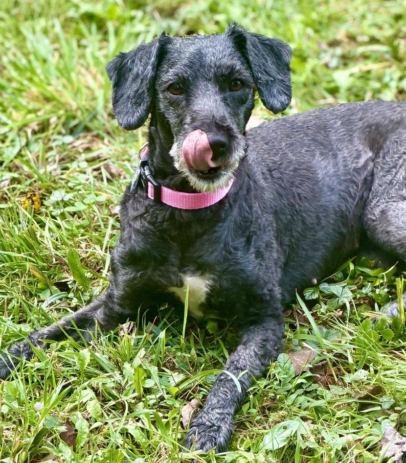 Enlarge Scotlyn, a Adoptable mixed breed in Berwick, PA image 1/3