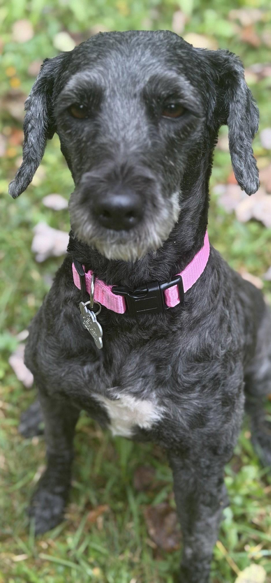 Enlarge Scotlyn, a Adoptable mixed breed in Berwick, PA image 3/3