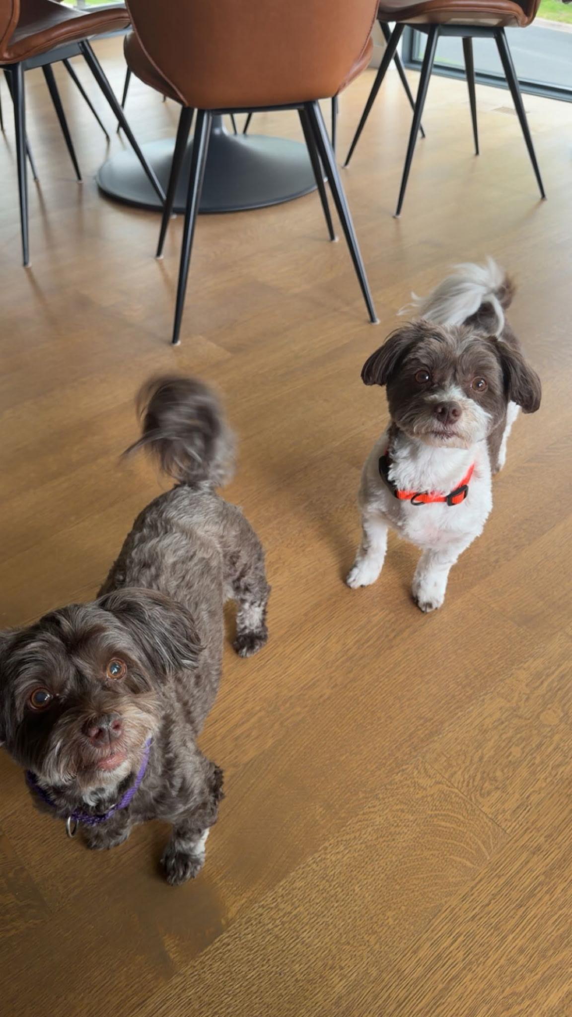 Enlarge Gus & Luna, a ADOPTABLE Havanese in Lakeville, MN image 1/1