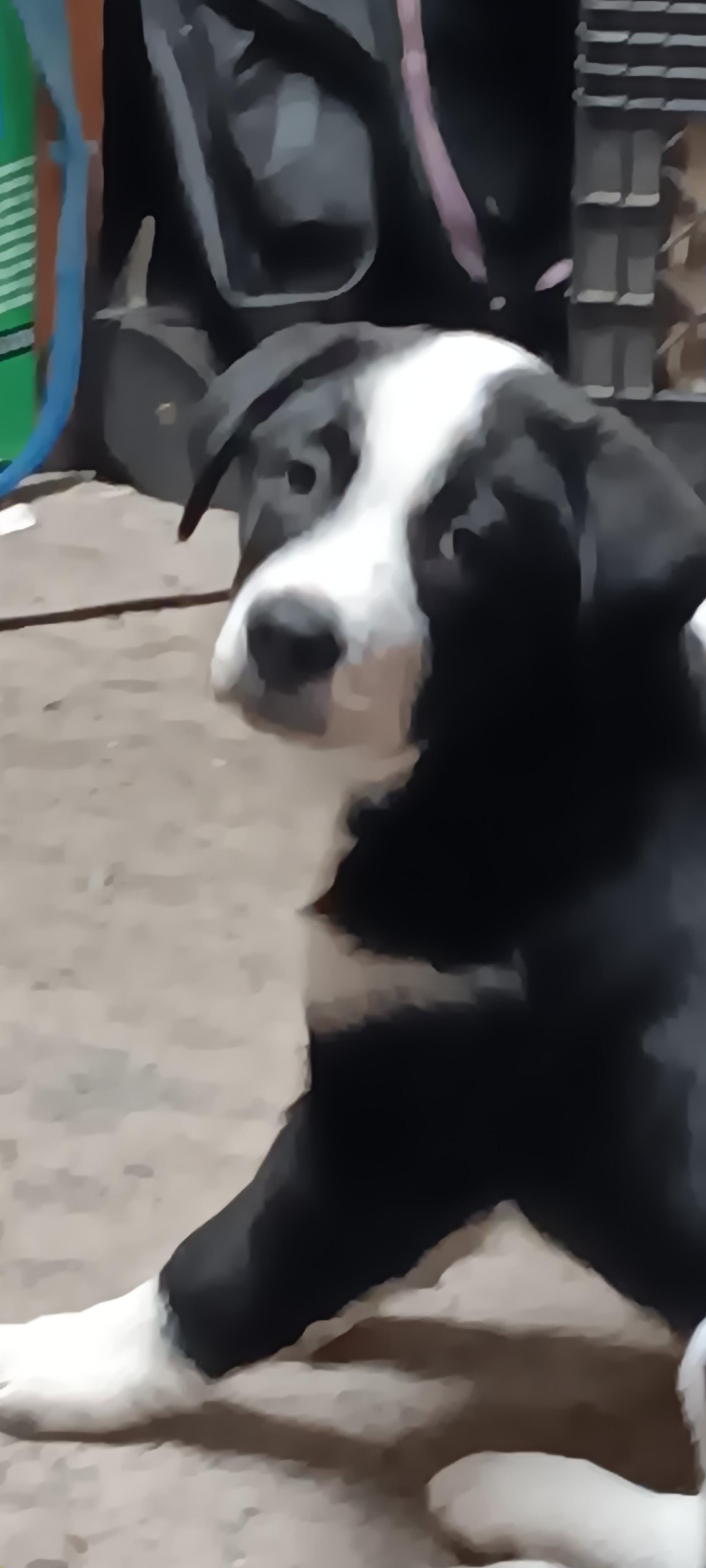 Puppies! **COURTESY POST**, a ADOPTABLE mixed breed in Lewiston, ID image 2/3