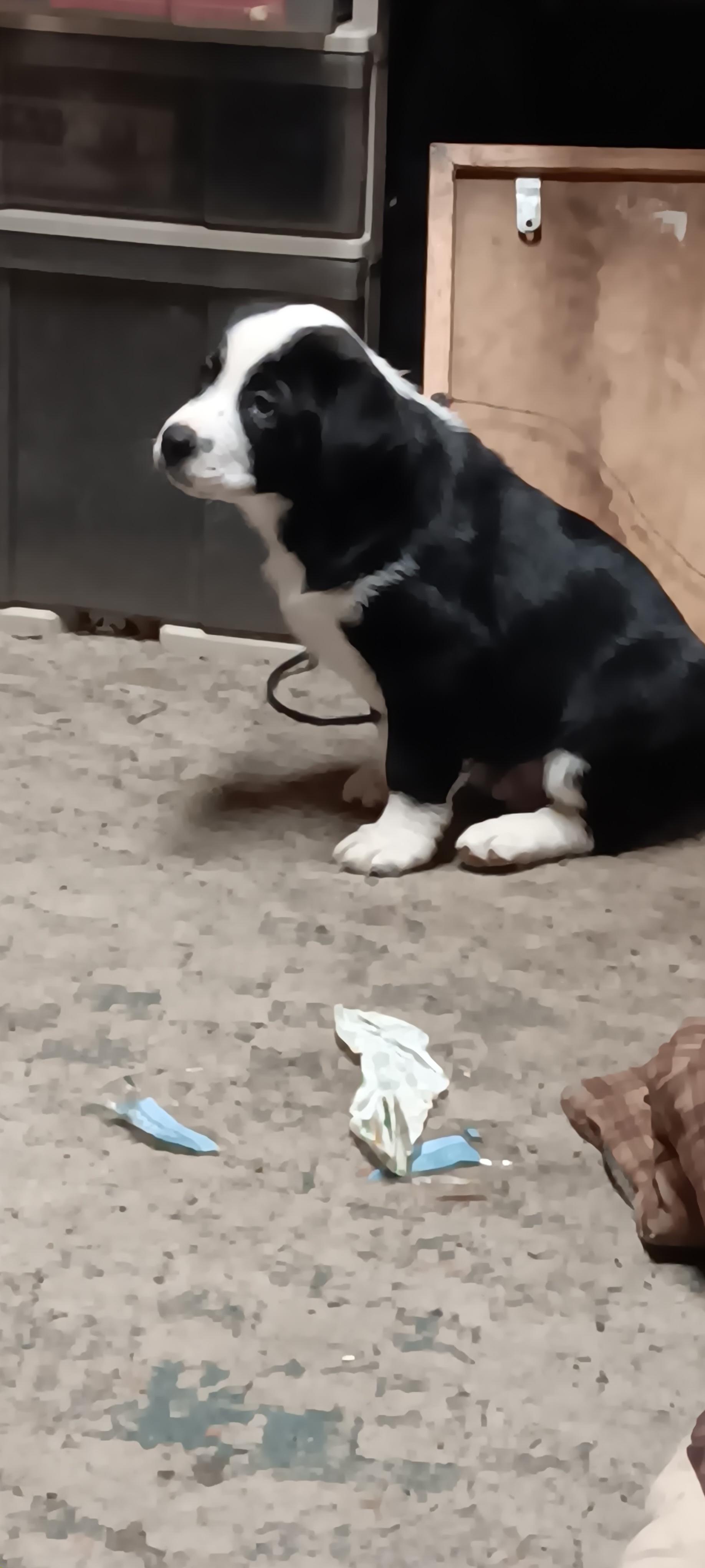 Puppies! **COURTESY POST**, a ADOPTABLE mixed breed in Lewiston, ID image 1/3