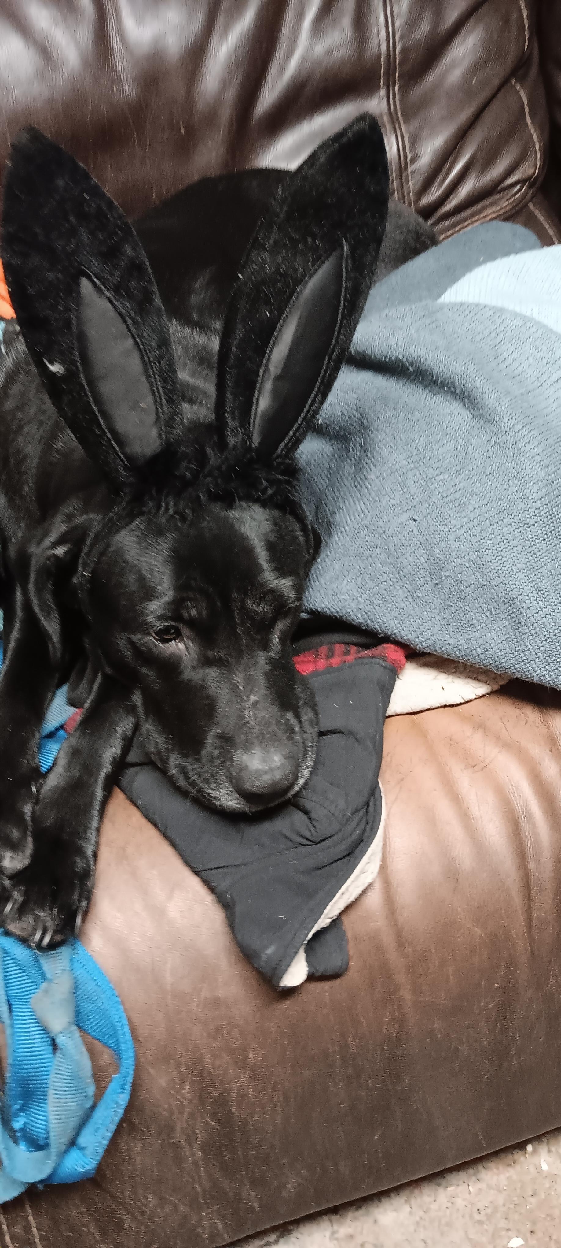 Puppies! **COURTESY POST**, a ADOPTABLE mixed breed in Lewiston, ID image 3/3