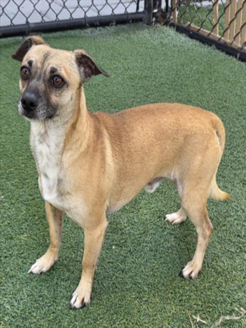 Enlarge WRINKLES, a Adoptable Chihuahua in Norco, CA image 1/1