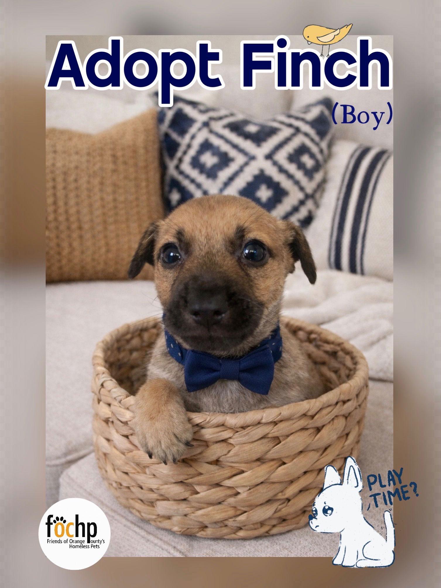 Finch, Adoptable, Puppy Male Chihuahua & Dachshund.