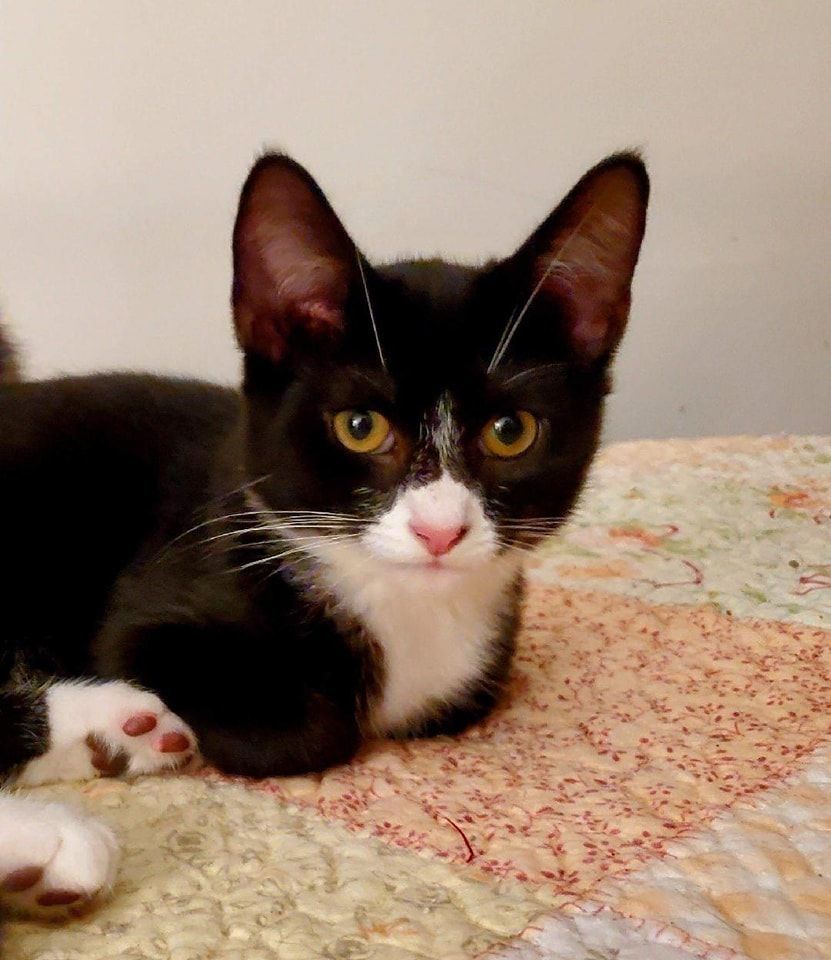 Nosey, an adopted Tuxedo in Brick, NJ_image-1