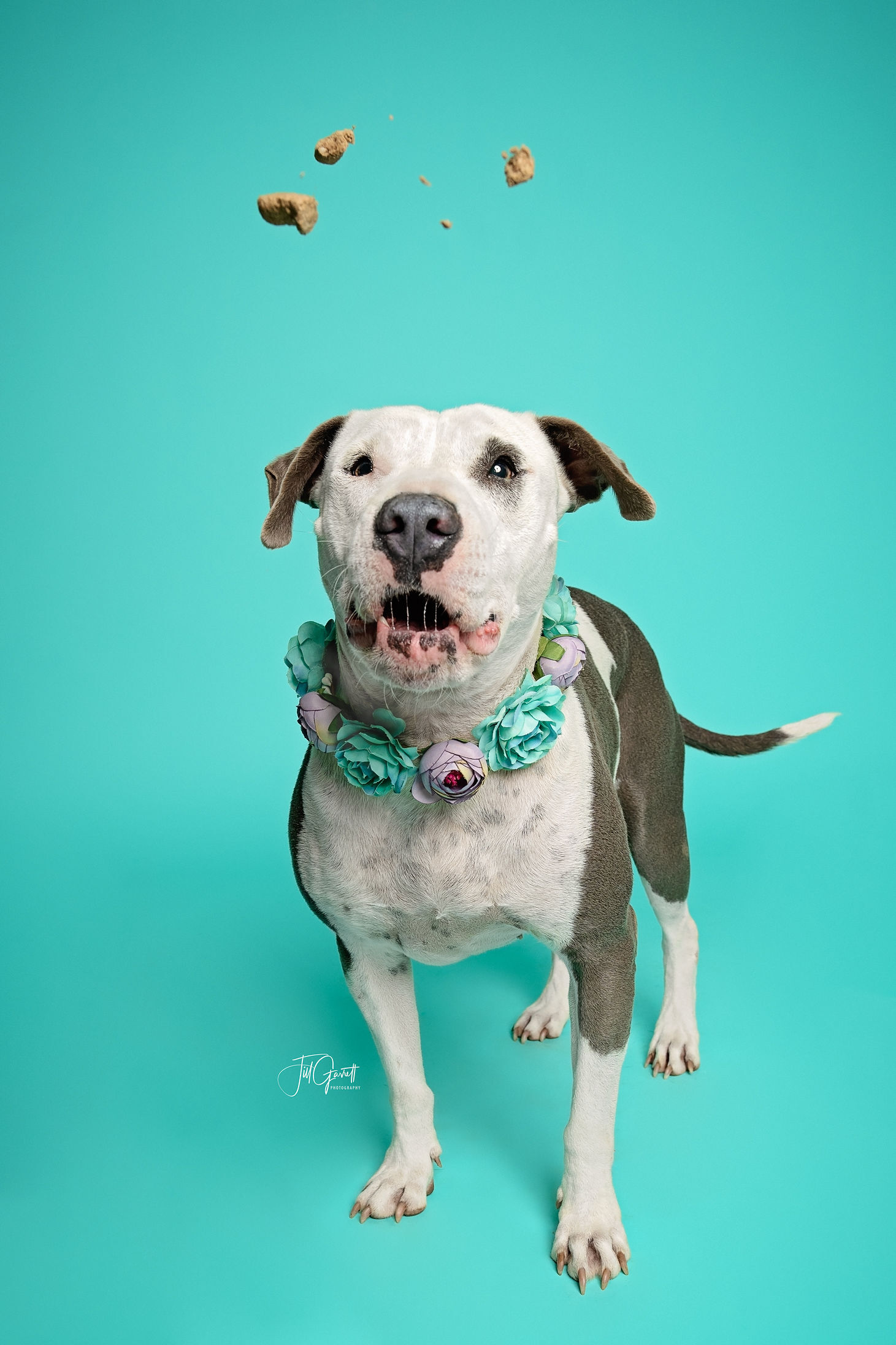 Claire, a Adoptable mixed breed in Houston, TX image 1/12