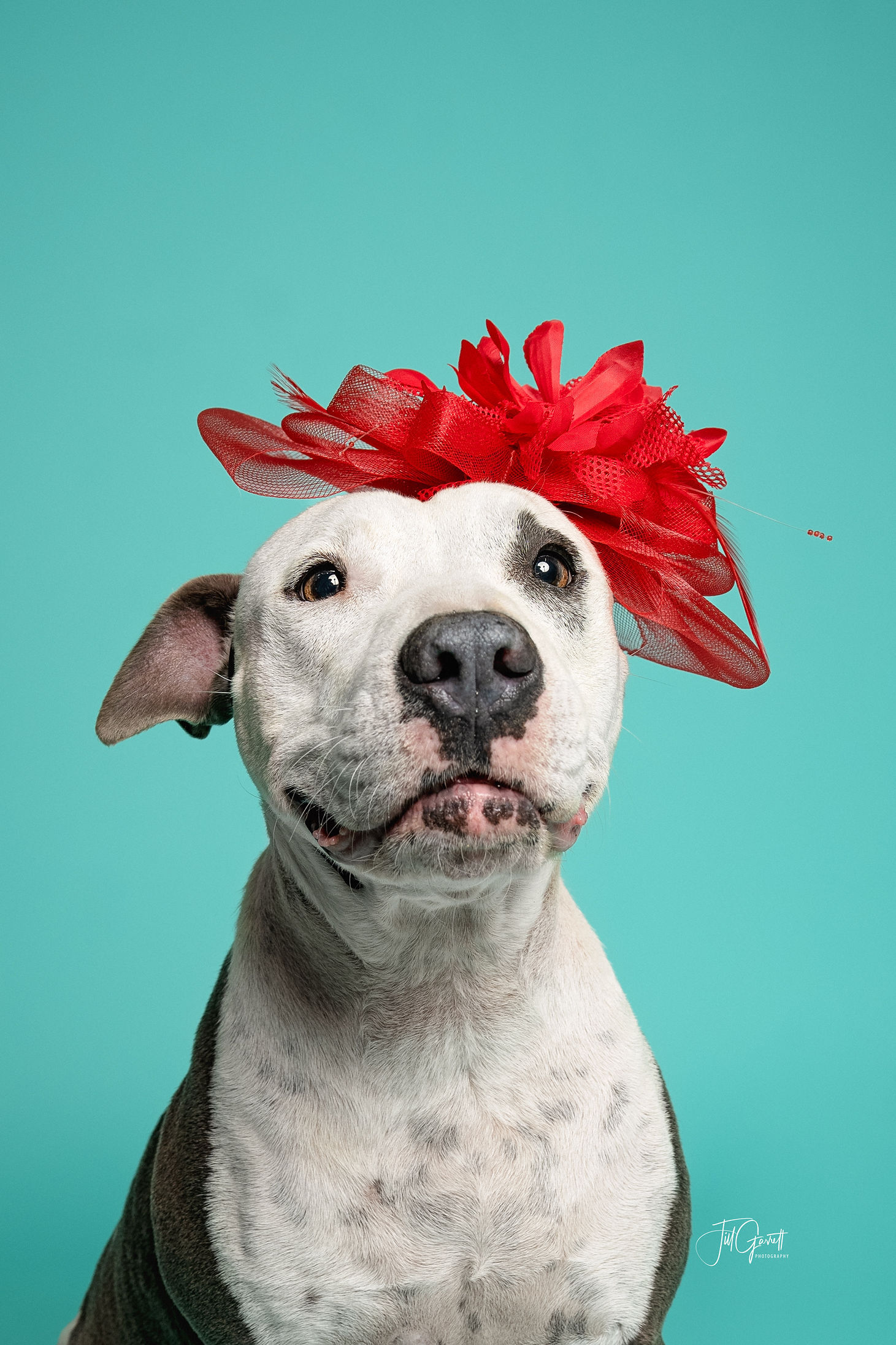 Claire, a Adoptable mixed breed in Houston, TX image 2/12