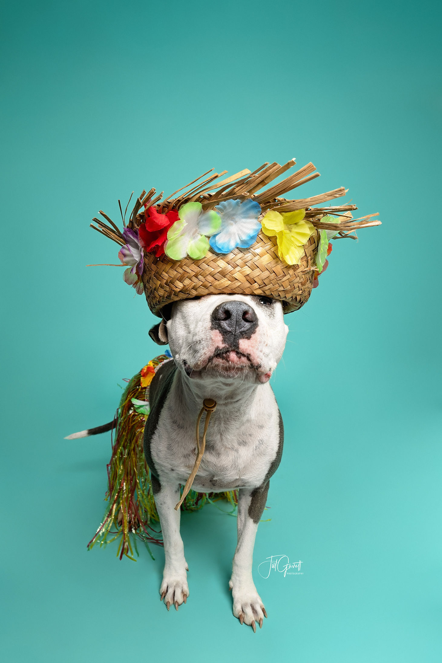 Claire, a Adoptable mixed breed in Houston, TX image 3/12