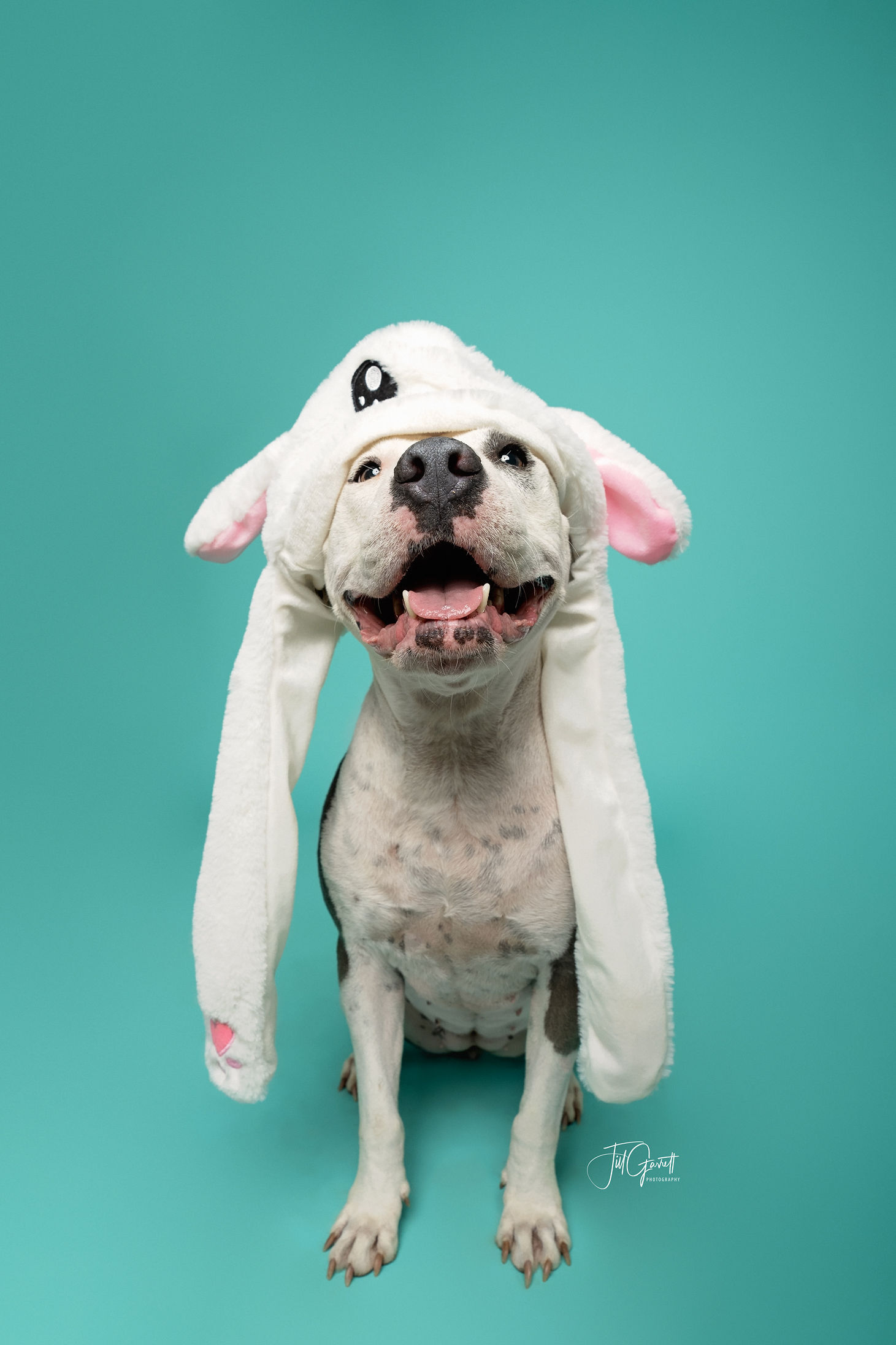 Claire, a Adoptable mixed breed in Houston, TX image 4/12