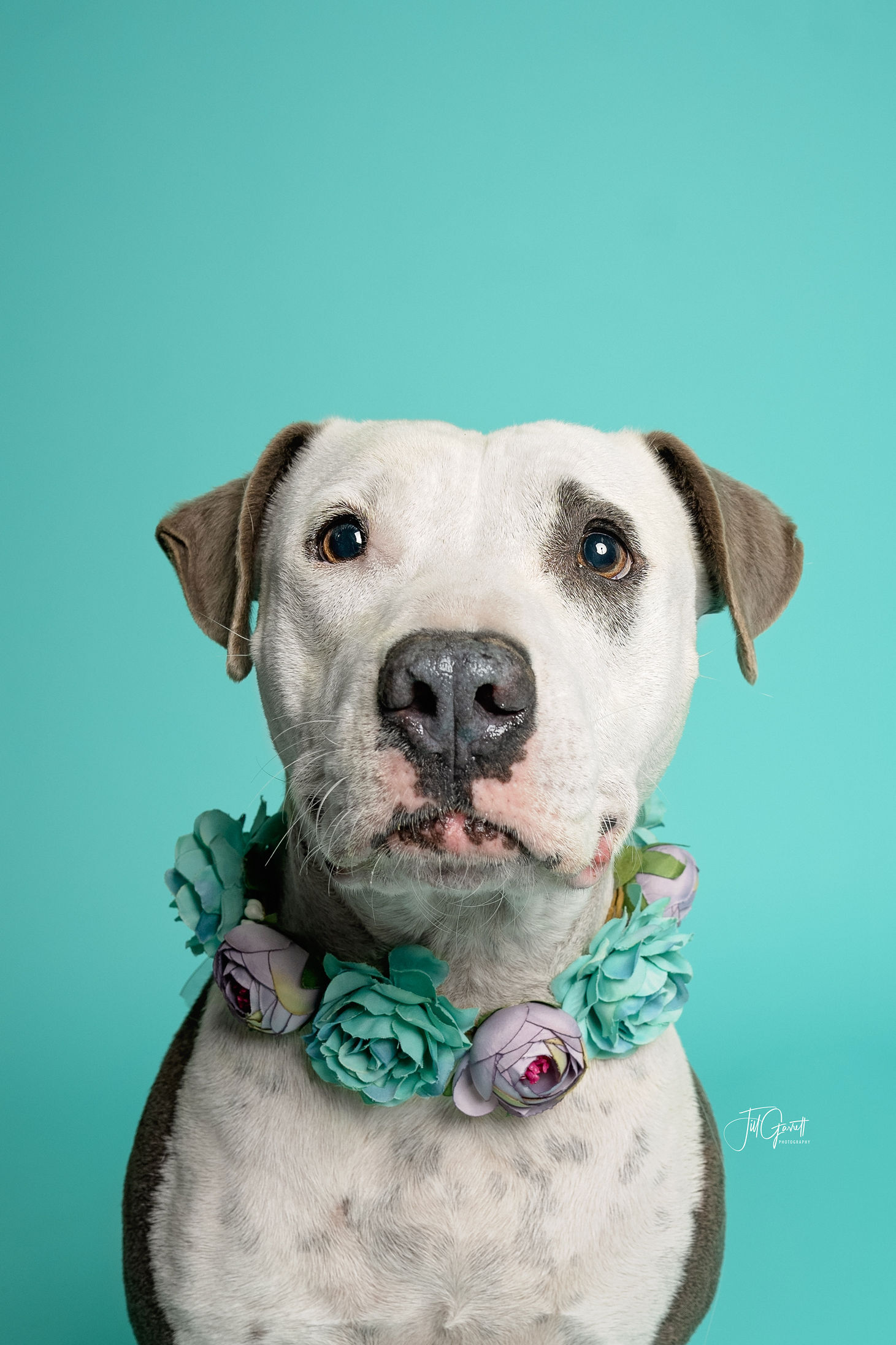 Claire, a Adoptable mixed breed in Houston, TX image 5/12