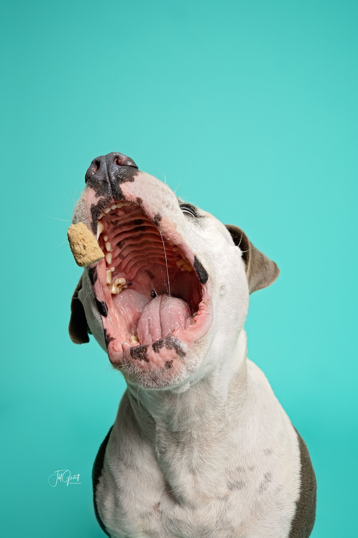 Claire, a Adoptable mixed breed in Houston, TX image 6/12